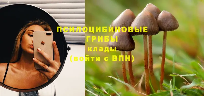 blacksprut ONION  Кизел  Псилоцибиновые грибы GOLDEN TEACHER 